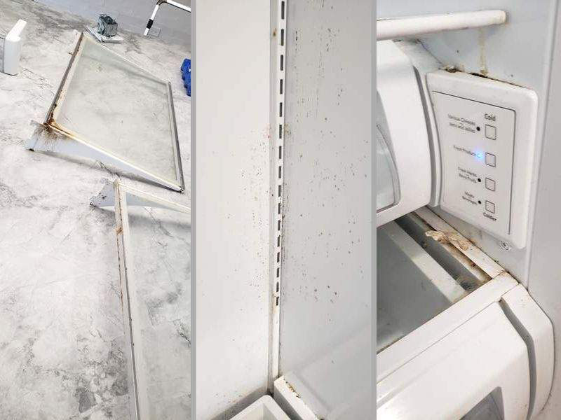 fridge seals cleaning